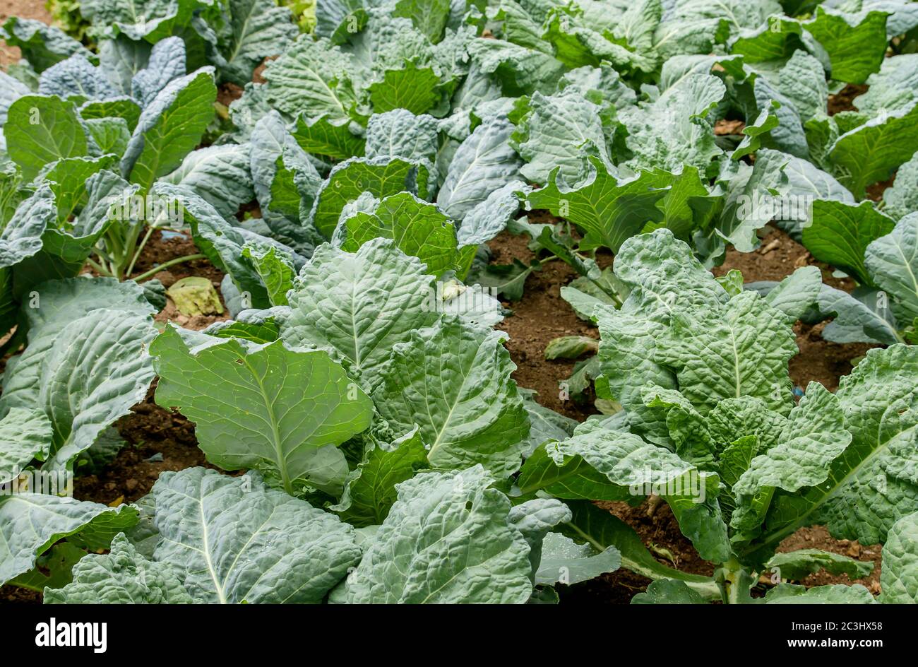 Saboy cabbages growing in the vegetable garden Stock Photo