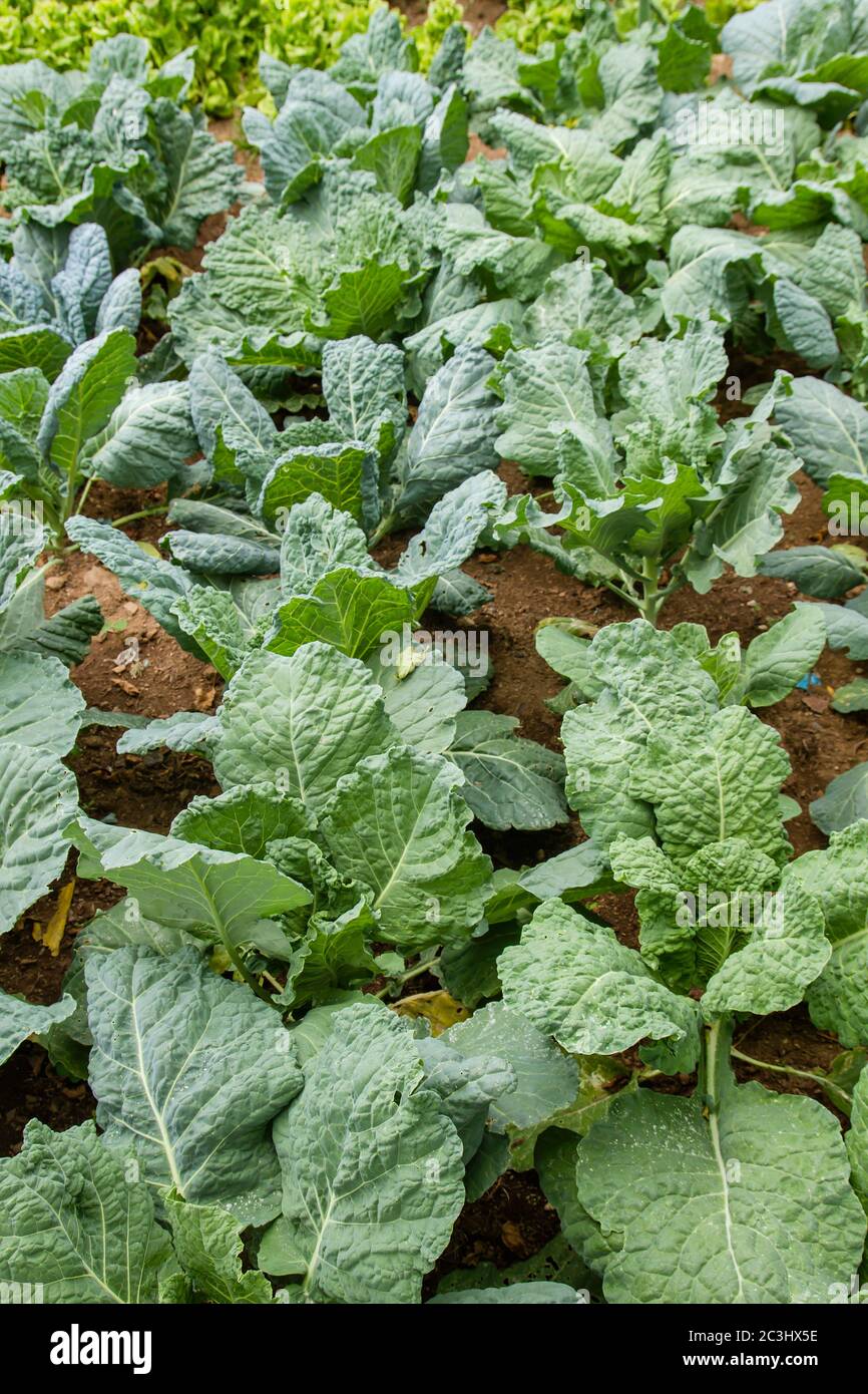 Savoy cabbages growing in the vegetable garden Stock Photo
