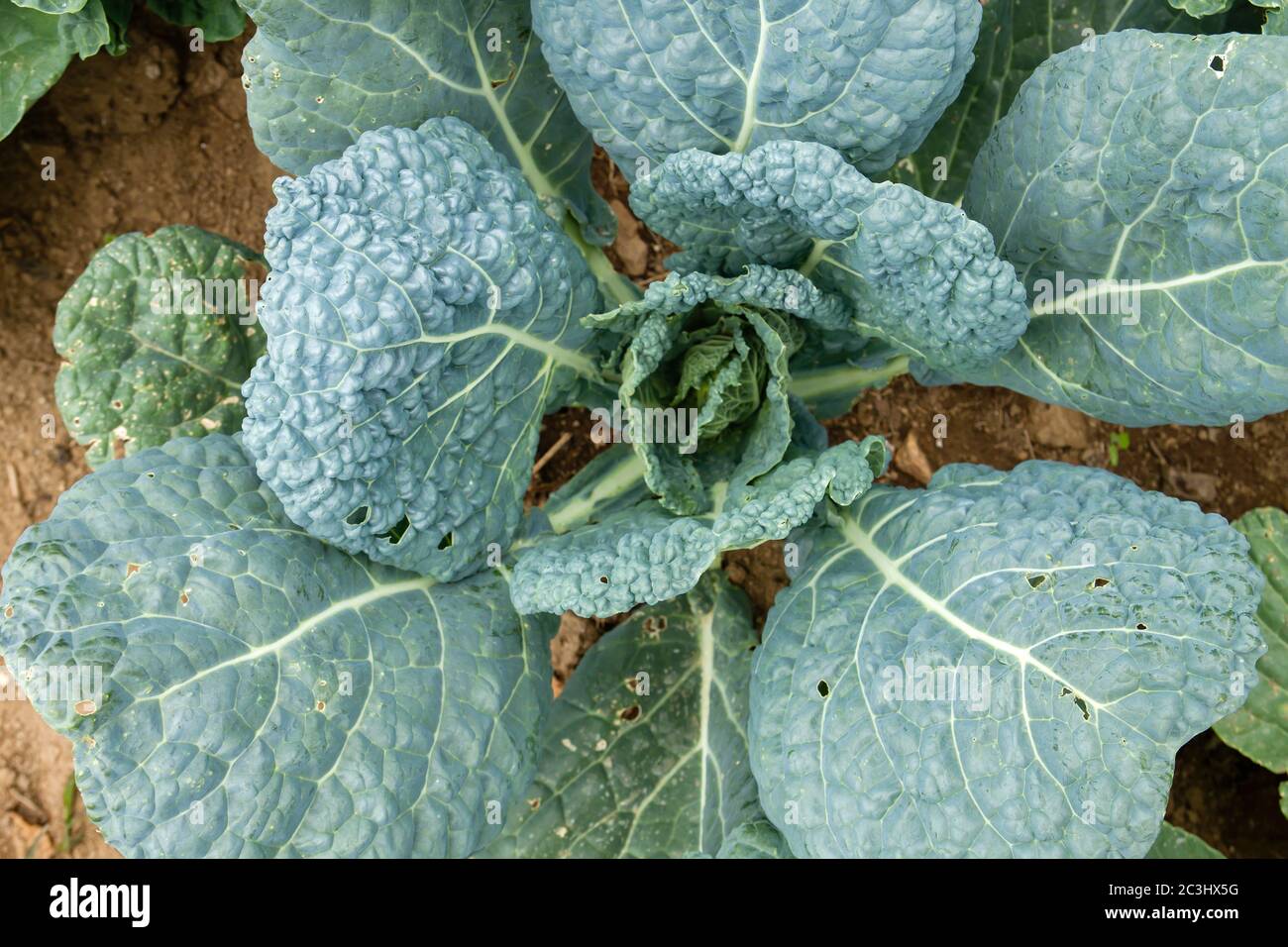 Saboy cabbage growing in the vegetable garden Stock Photo