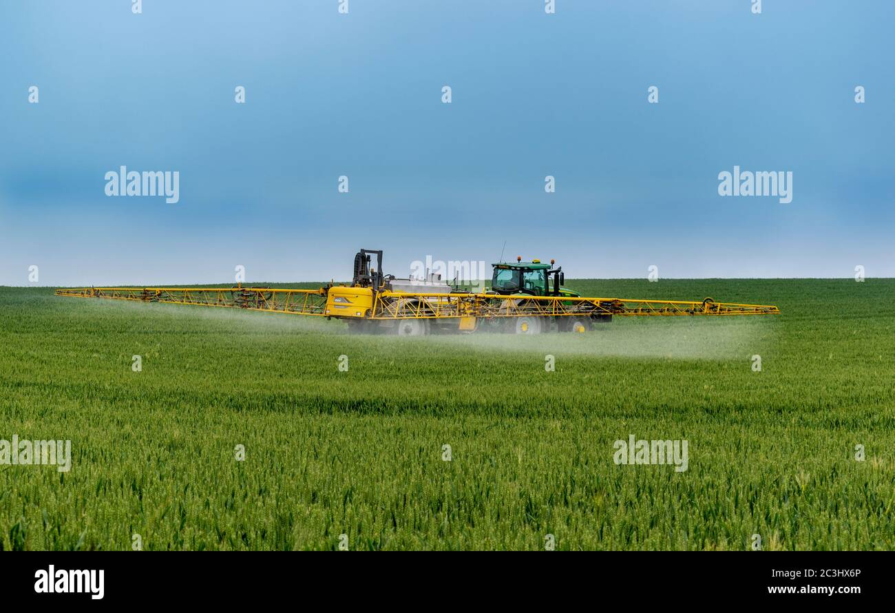 AGRICULTURE AND TRACTOR WITH LARGE YELLOW CROP SPRAYER WITH ACTIVE SPRAY ON A FIELD OF WHEAT Stock Photo
