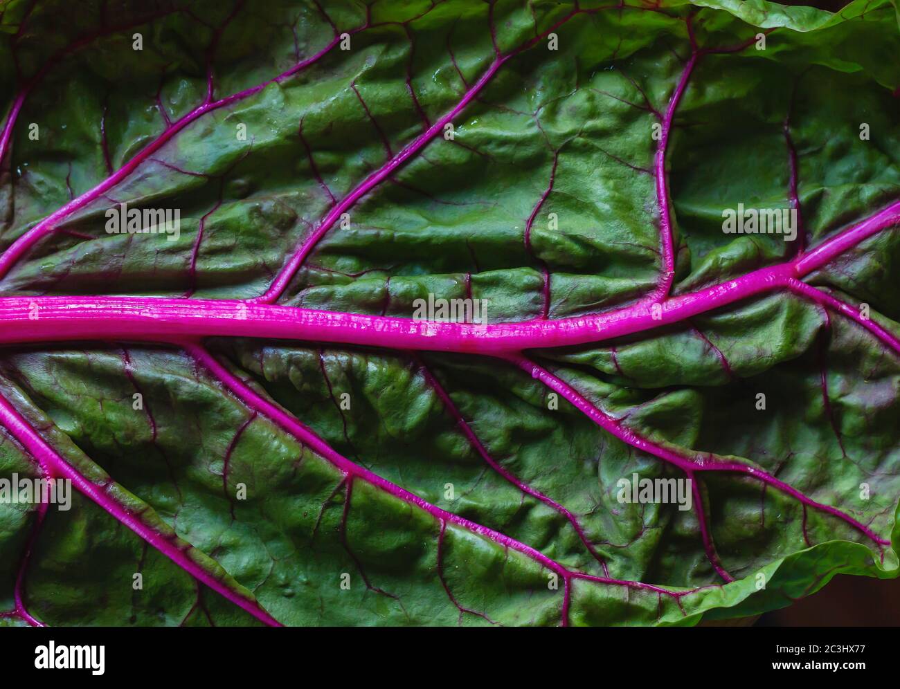 Pink passion chard green leaf with pink stalk Stock Photo