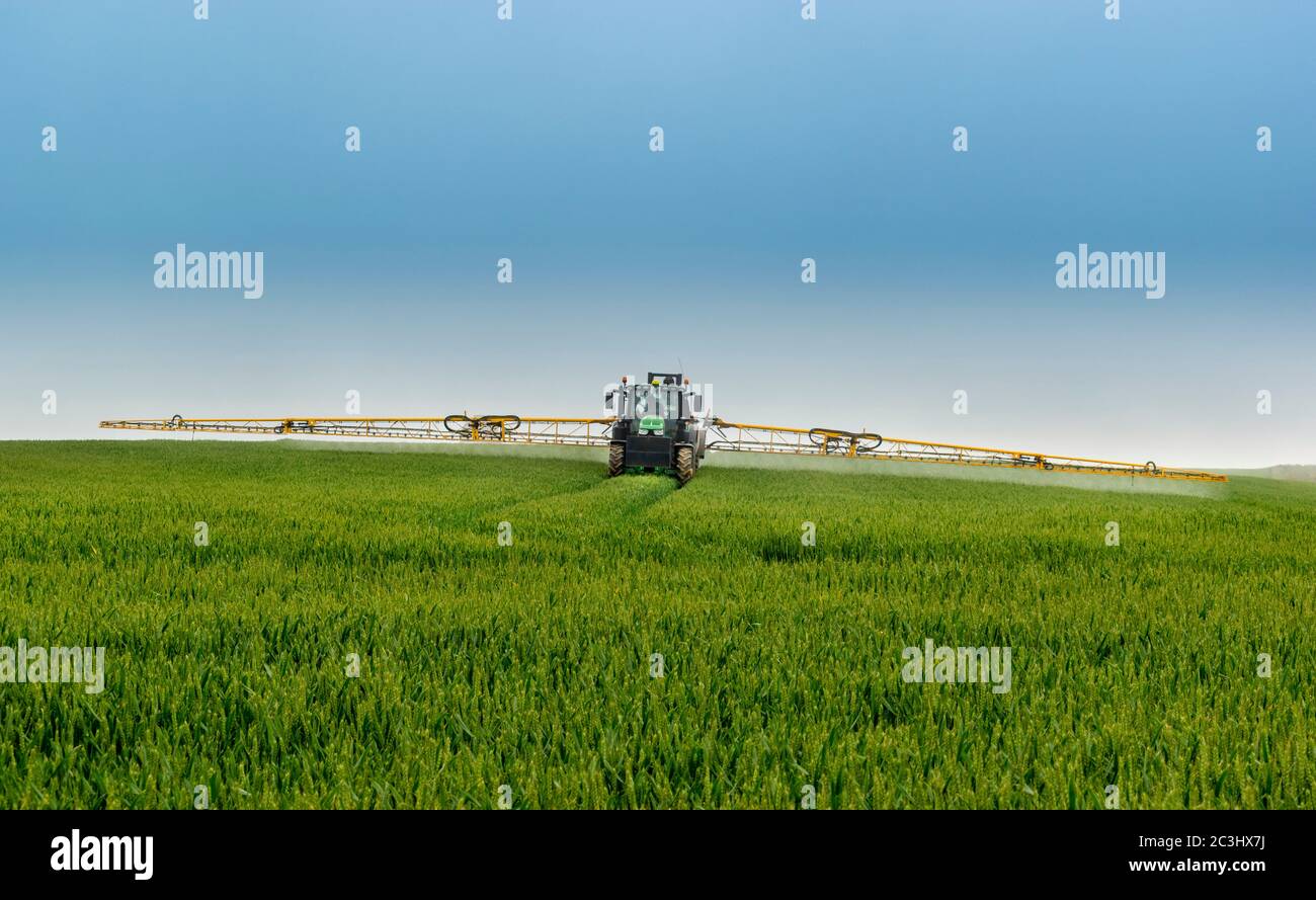 AGRICULTURE TRACTOR AND LARGE YELLOW CROP SPRAYER WITH ACTIVE SPRAY ON A FIELD OF WHEAT Stock Photo