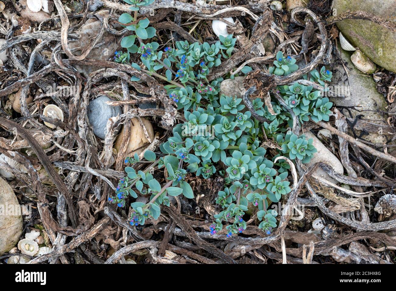 OYSTERPLANT Mertensia maritima A BLUE GREEN PLANT AND STEMS WITH BRIGHT BLUE FLOWERS ON A SEASHELL AND DRIED KELP OR SEAWEED COVERED BEACH MORAY COAST Stock Photo
