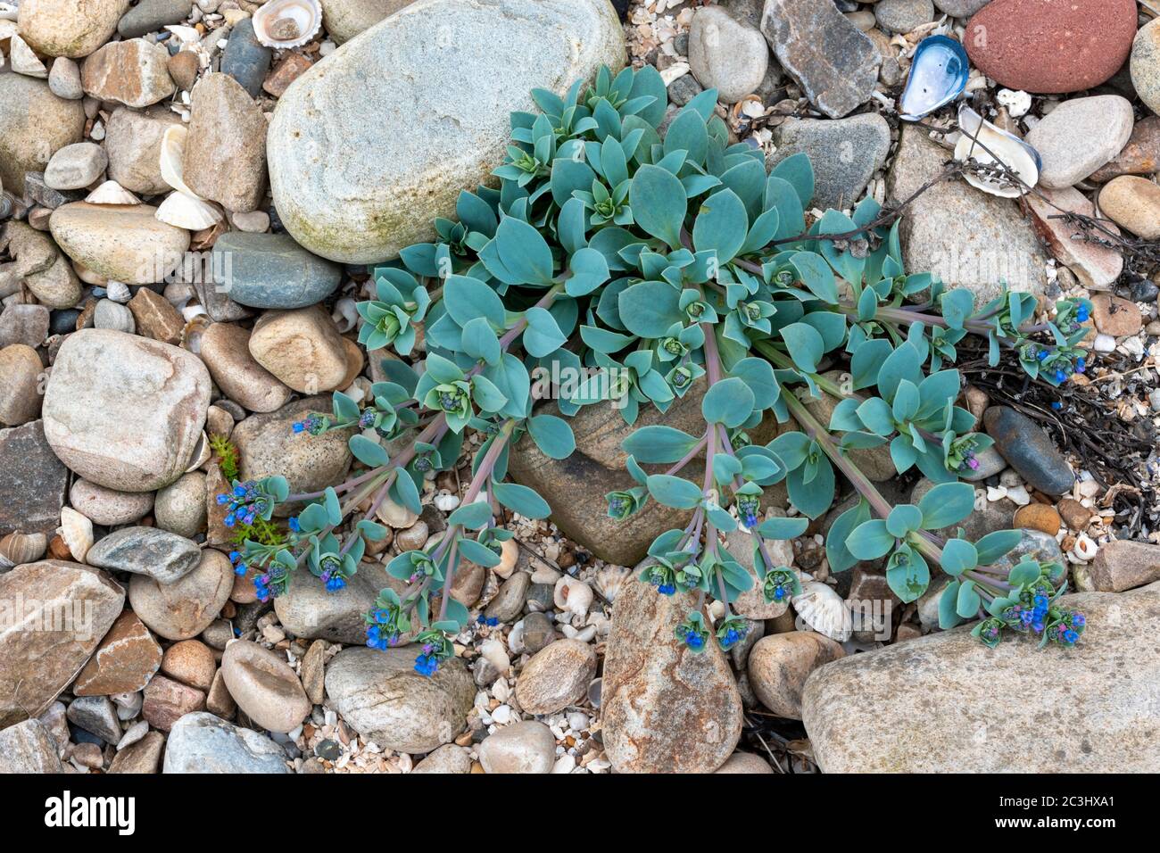OYSTERPLANT Mertensia maritima A SMALL BLUE GREEN PLANT AND STEMS WITH BLUE FLOWERS ON A SEASHELL AND ROCK COVERED BEACH MORAY COAST SCOTLAND Stock Photo