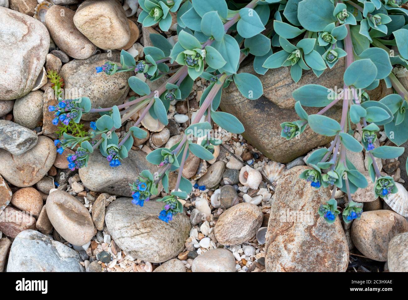 OYSTERPLANT Mertensia maritima A SMALL BLUE GREEN PLANT AND STEMS WITH BRIGHT BLUE AND PINK FLOWERS ON A SEASHELL AND ROCK COVERED BEACH MORAY COAST S Stock Photo