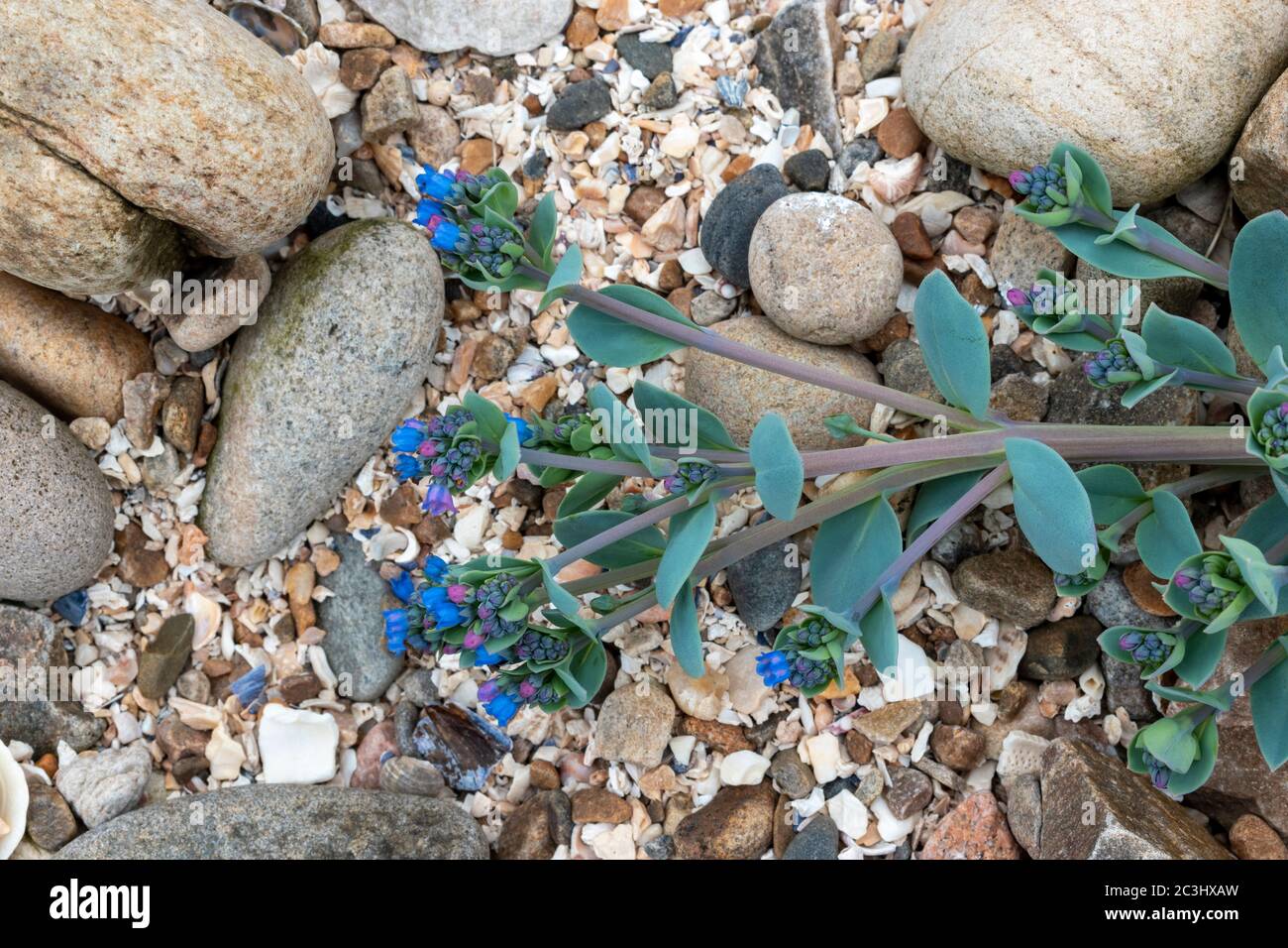 OYSTERPLANT Mertensia maritima A SMALL BLUE GREEN PLANT AND STEMS WITH BRIGHT BLUE FLOWERS ON A SEASHELL AND ROCK COVERED BEACH MORAY COAST SCOTLAND Stock Photo