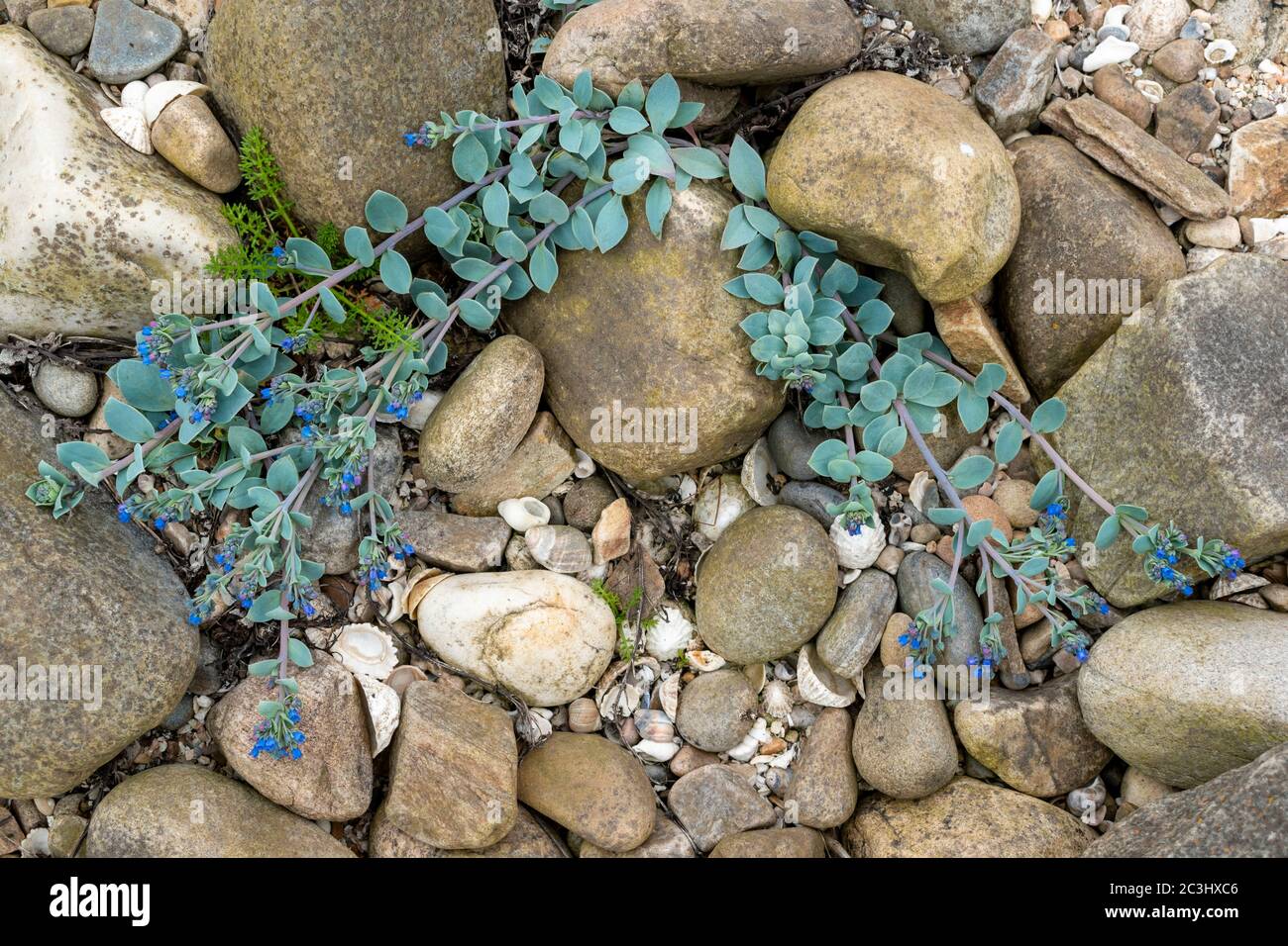 OYSTERPLANT Mertensia maritima A SMALL BLUE GREEN PLANT AND STEMS WITH BRIGHT BLUE FLOWERS ON A SEASHELL AND ROCK COVERED BEACH THE MORAY COAST SCOTLA Stock Photo