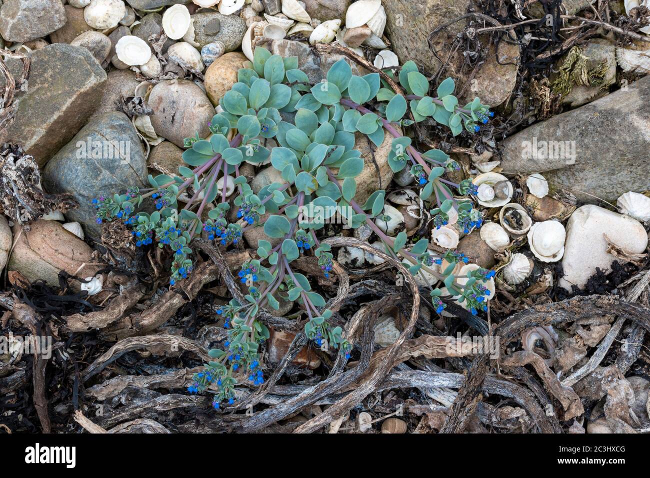 OYSTERPLANT Mertensia maritima BLUE GREEN PLANT AND STEMS WITH BRIGHT BLUE FLOWERS ON A SEASHELL AND DRIED KELP OR SEAWEED COVERED BEACH MORAY COAST S Stock Photo