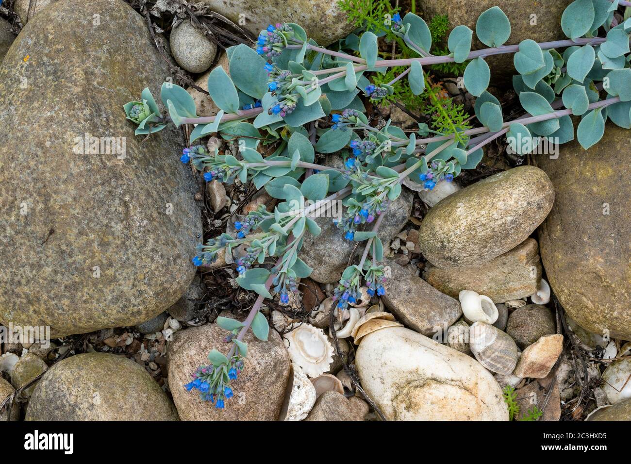 OYSTERPLANT Mertensia maritima SMALL BLUE GREEN PLANT AND STEMS WITH BRIGHT BLUE FLOWERS ON A SEASHELL AND ROCK COVERED BEACH THE MORAY COAST SCOTLAND Stock Photo