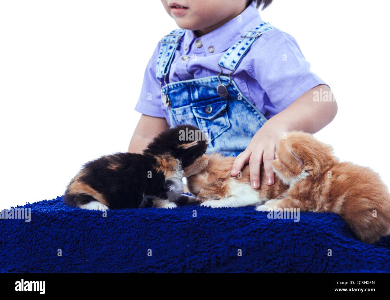 hand catch kitten in the wood box Stock Photo - Alamy