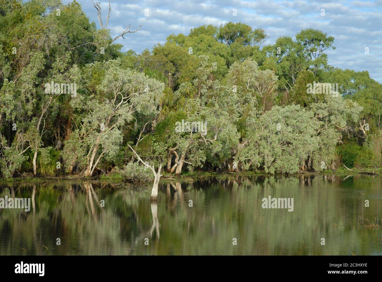 Stunning green sub-tropical  landscape of trees reflected in  flood water near Crocodile Creek, Cape Cleveland, Queensland, Australia Stock Photo