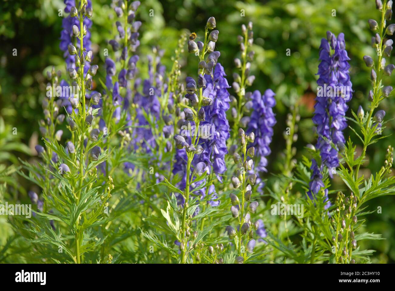 Aconitum napellus, also known as Monkshood or wolf's bane, a poisonous perennial herb Stock Photo