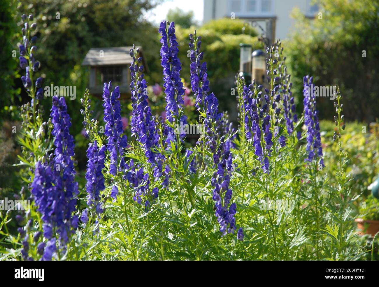 Aconitum napellus, also known as Monkshood or wolf's bane, a poisonous perennial herb, growing in an English cottage garden Stock Photo