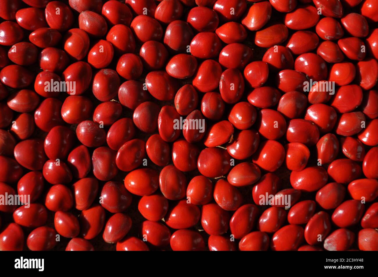 Red seeds or jumbie beads,  from the pods of the Acacia Coral tree, or Bead tree, also known as Adenanthera pavonina Stock Photo