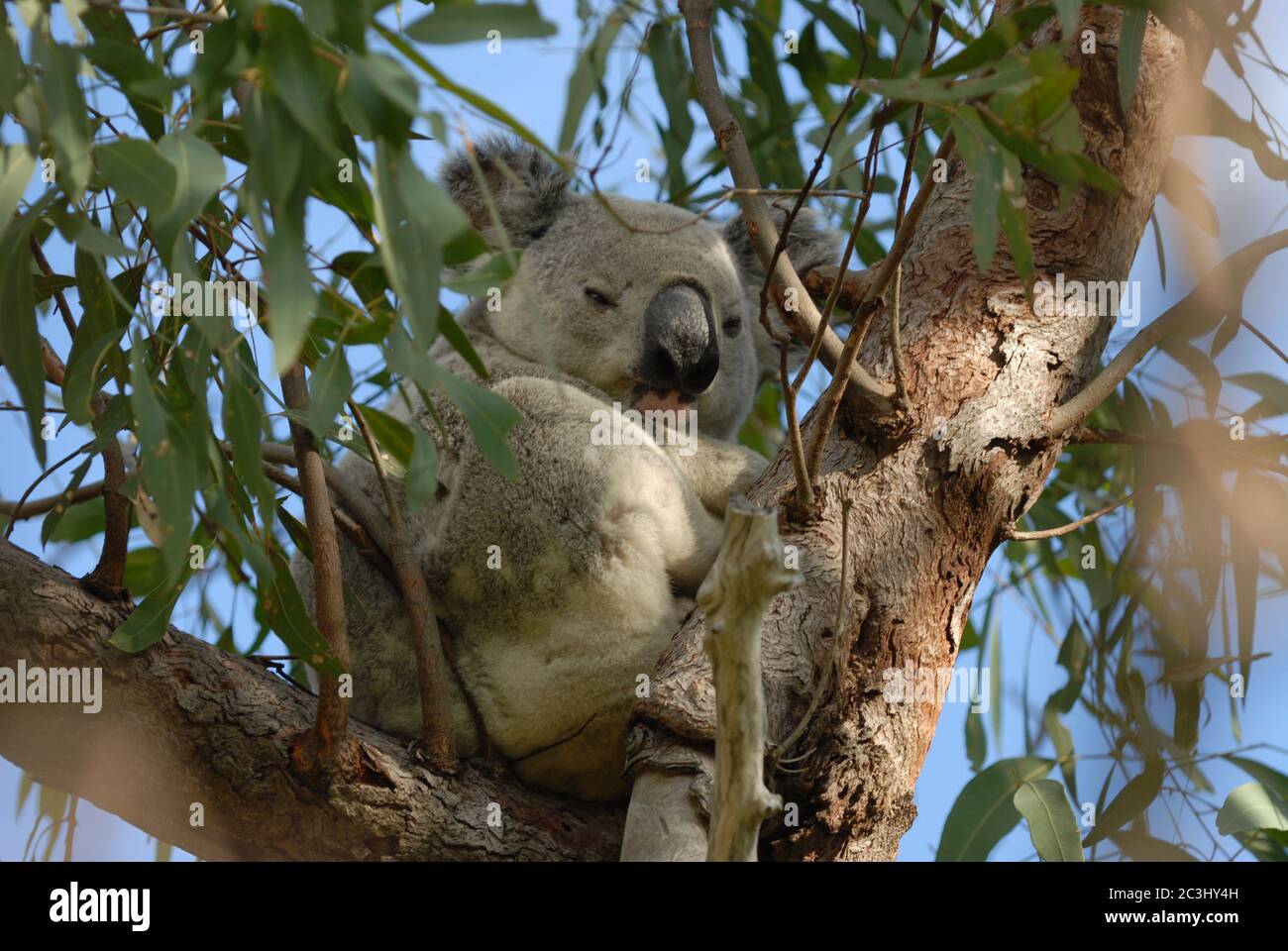 Wild Koala, Magnetic Island. Townsville, Queensland, Australia Stock Photo  - Alamy