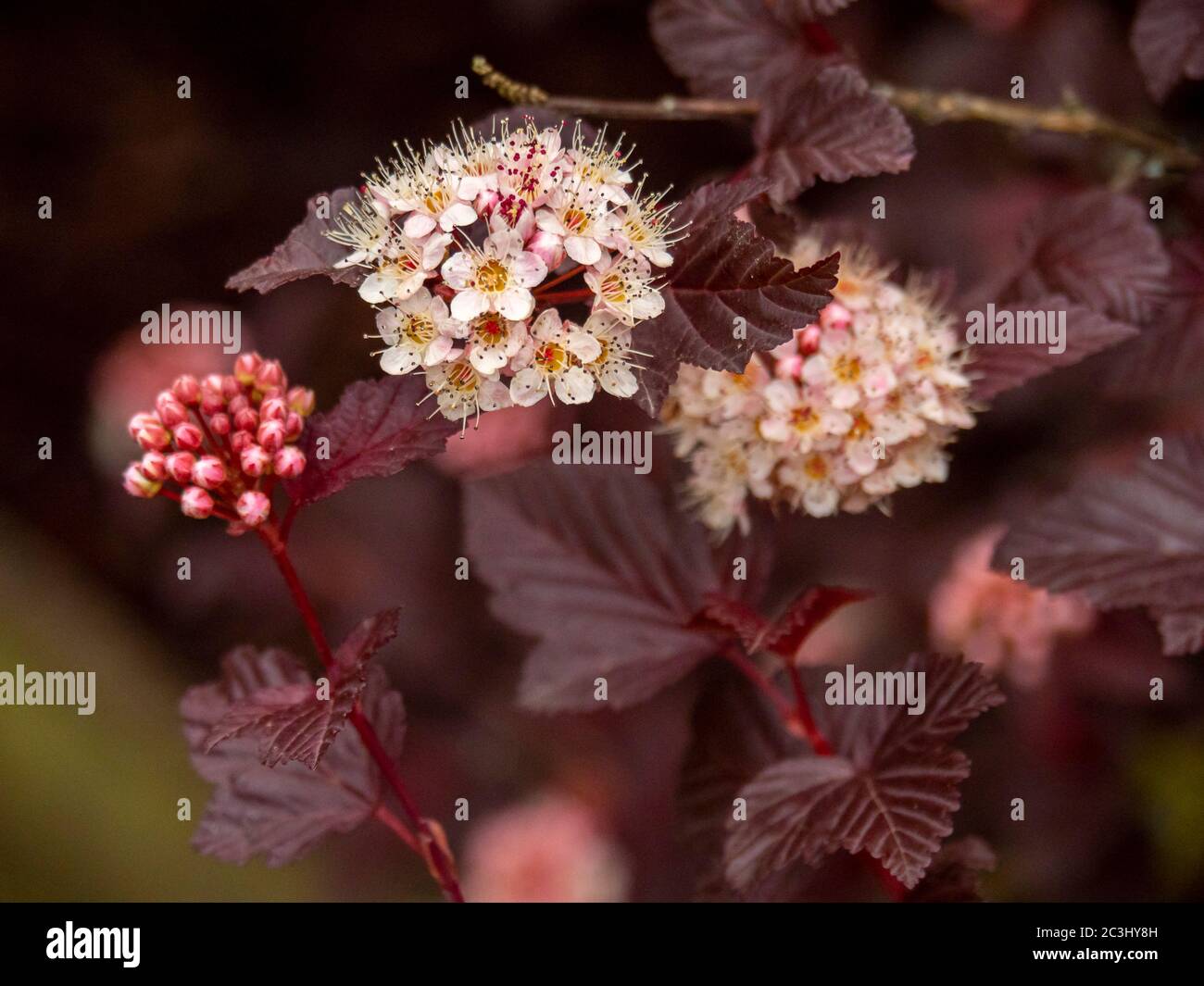 Pretty flowers and buds on a garden ninebark shrub, variety Physocarpus opulifolius 'Lady in Red' Stock Photo