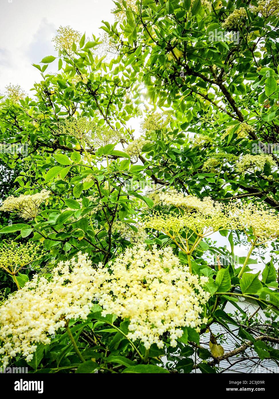 Elderflowers on the tree in the sunshine, soft focus Stock Photo