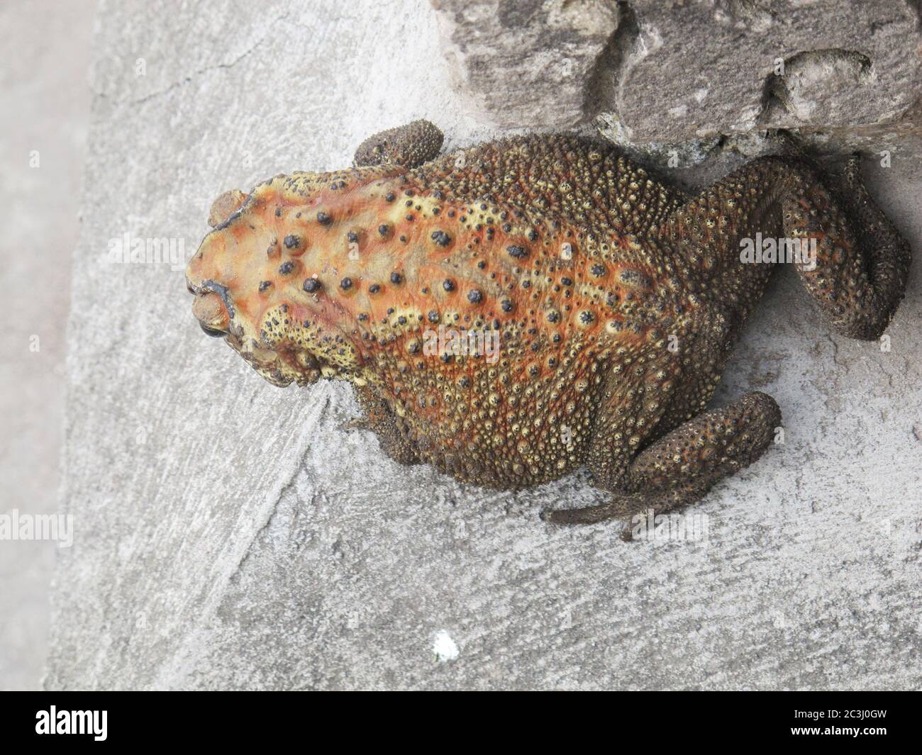 Toad is a common name for certain frogs, especially of the family Bufonidae. Texture of toad body. Stock Photo