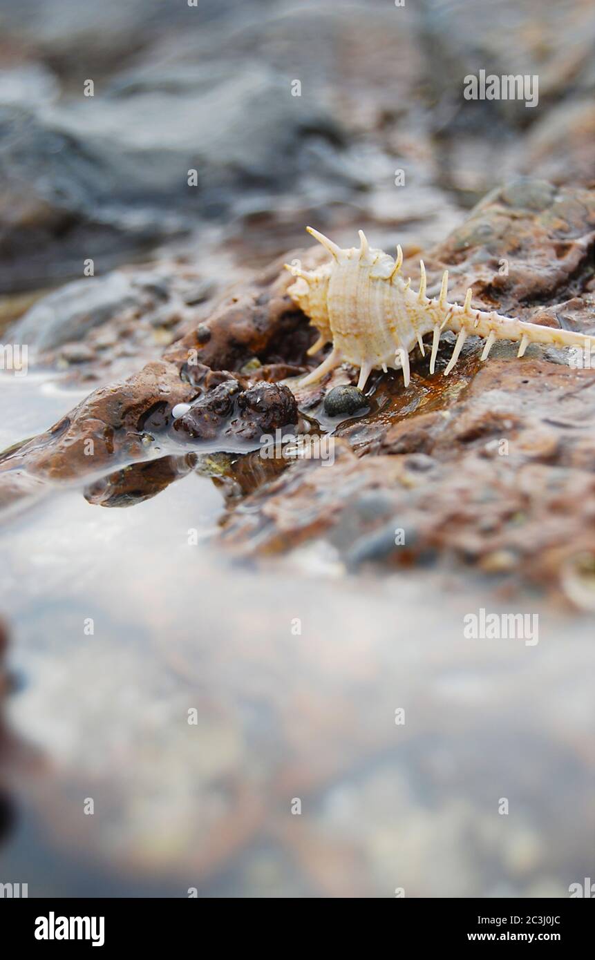 Murex snails hires stock photography and images Alamy