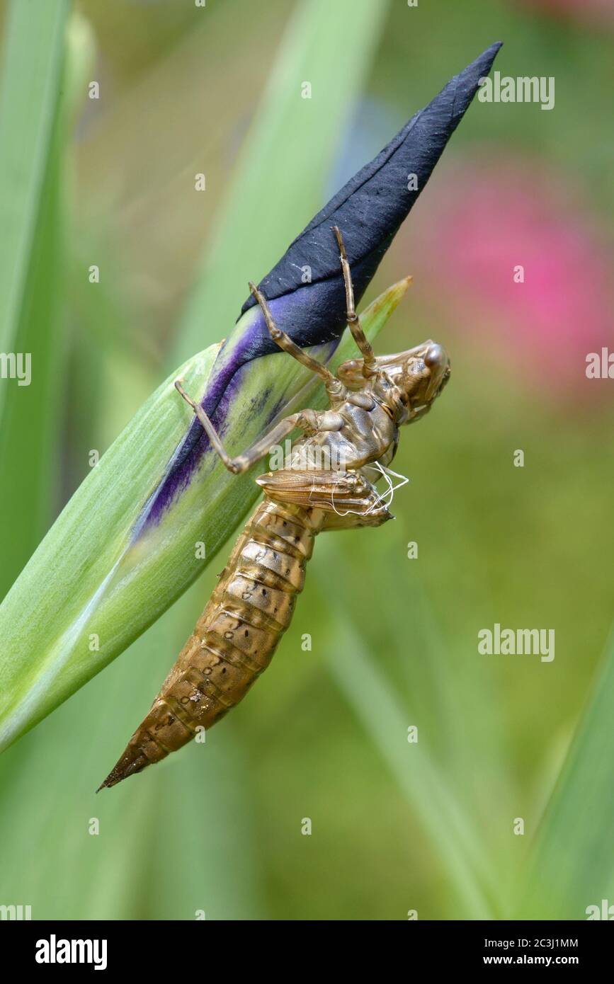 Southern Hawker Dragonfly (Aeshna cyanea) empty nymph skin after the adult has emerged - showing the discarded respiratory system (white strings) Stock Photo