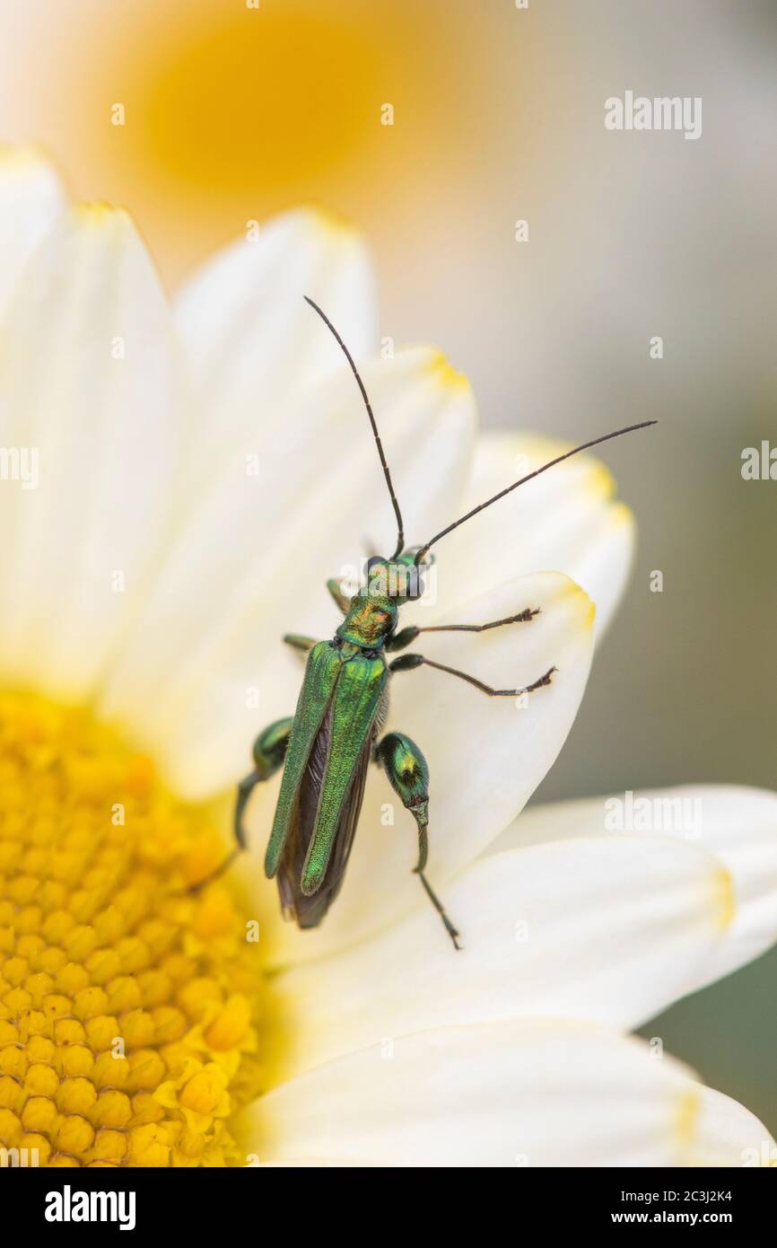 Thick legged Flower Beetle Oedemera Nobilis Also Known As The thick-legged-flower-beetle-oedemera-nobilis-also-known-as-the