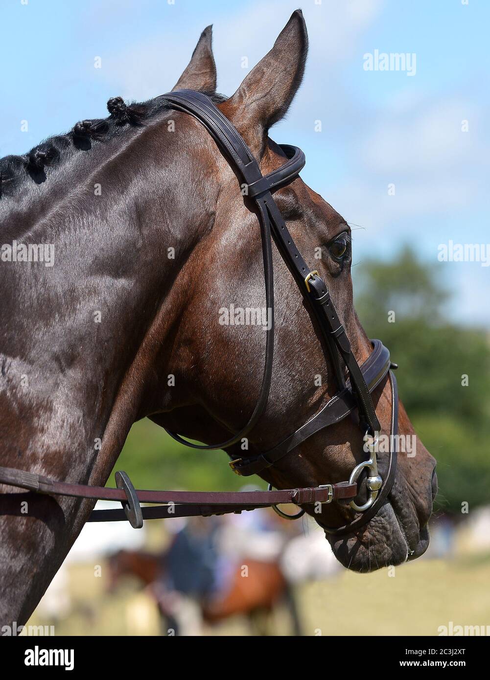 English Thoroughbred Racehorse Stock Photo