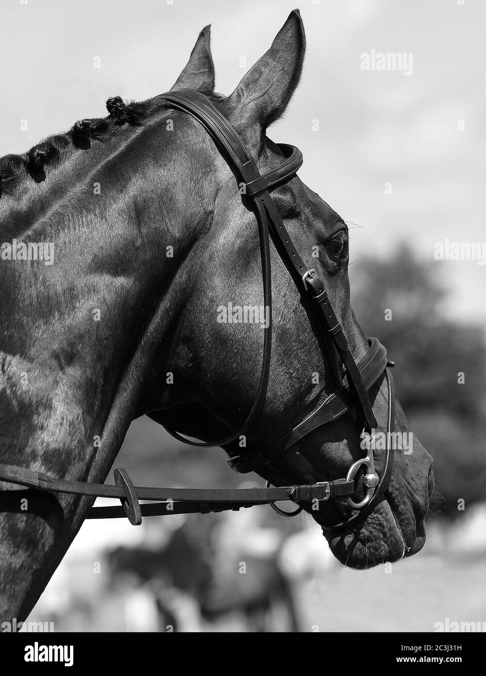 Pure English Thoroughbred Racehorse Stock Photo