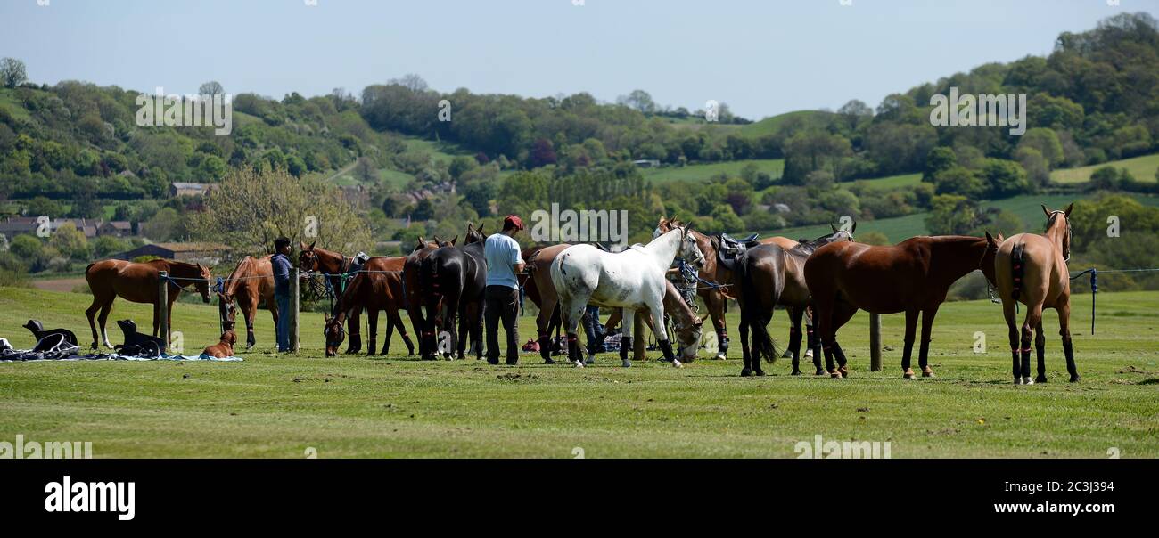 Polo ponies relaxing after chukkas Stock Photo