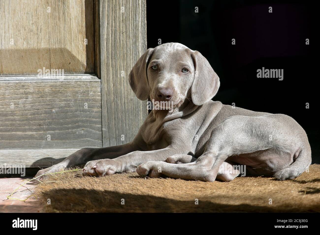 Gorgeous little Weimaraner puppy Stock Photo