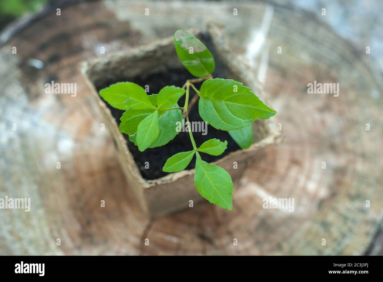 Small plant growing in a seedling pot Stock Photo
