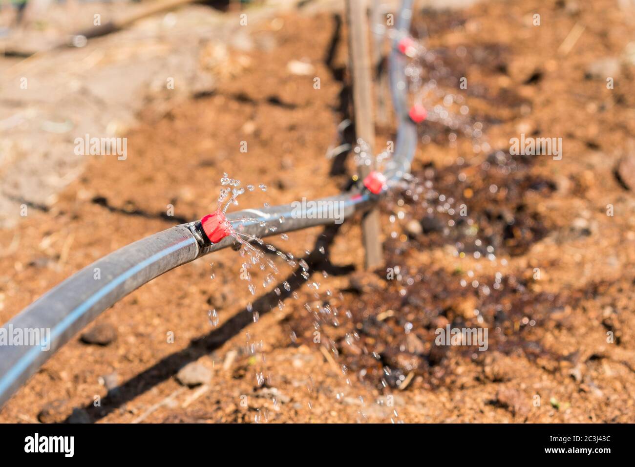 Sprinkler systems, drip irrigation, watering lawns. Drip Irrigation System Close Up. Water