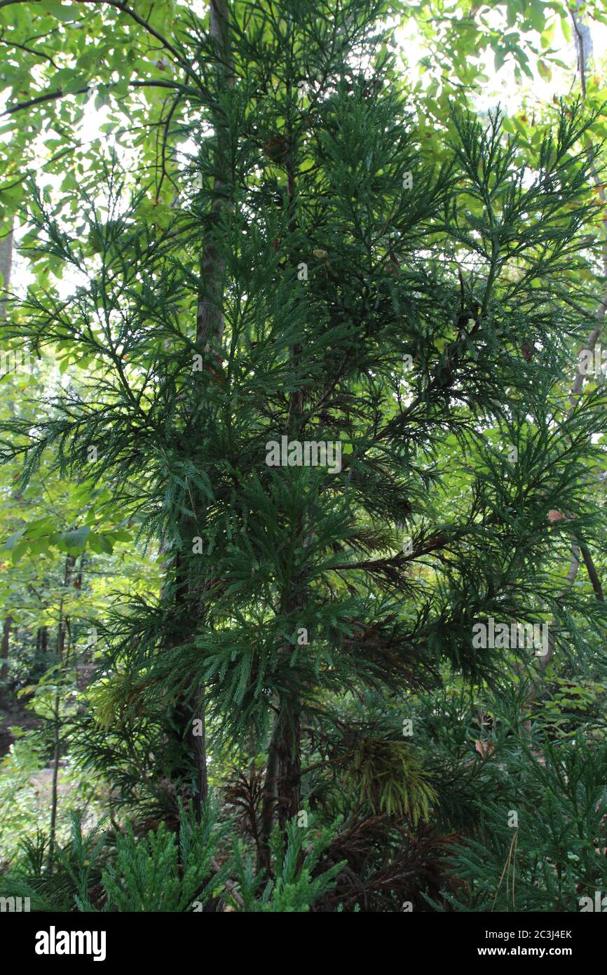 Taiwania Cryptomerioides trees growing in a forest in North Carolina, USA Stock Photo