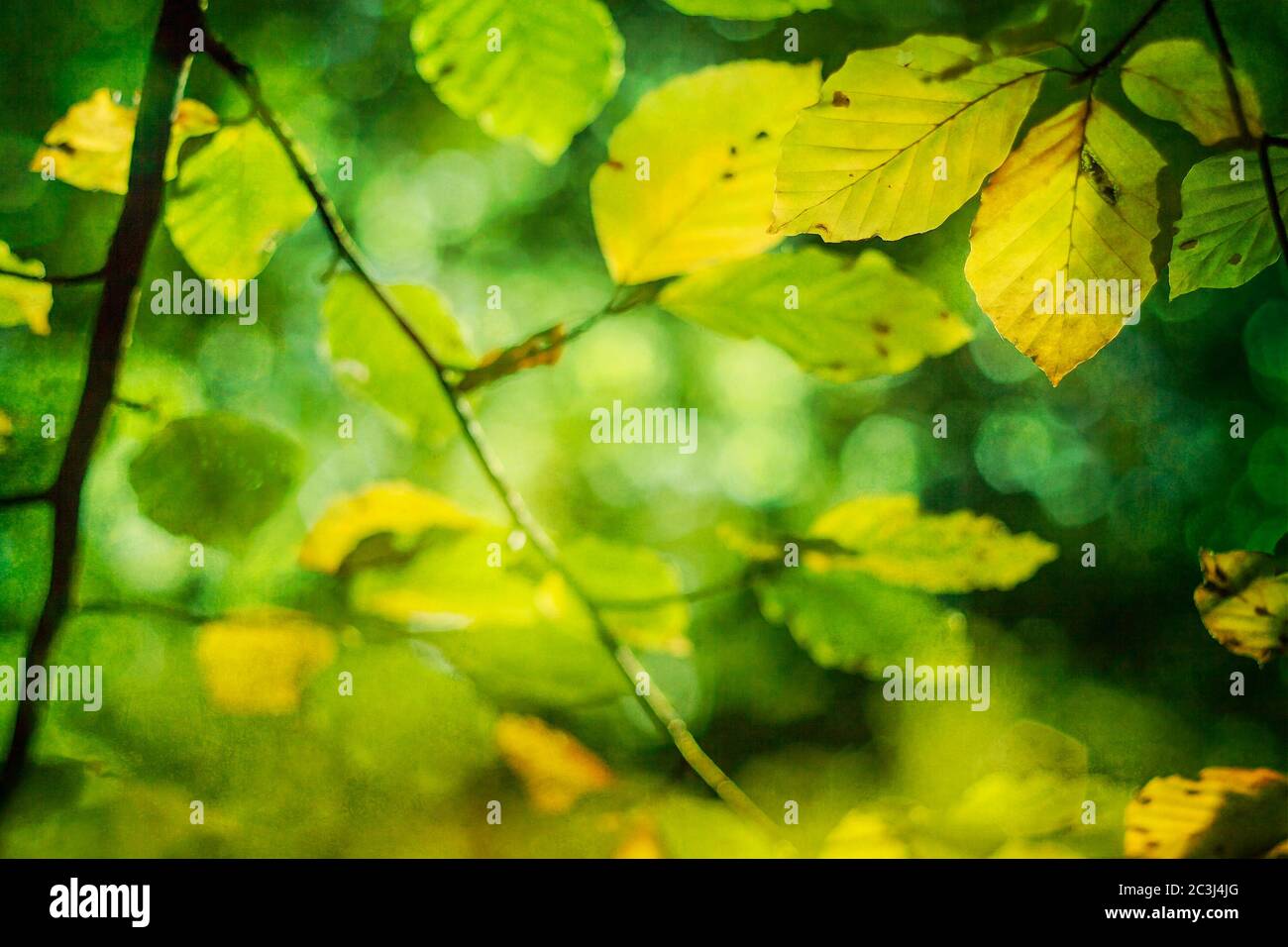 Aged beech trees hi-res stock photography and images - Alamy