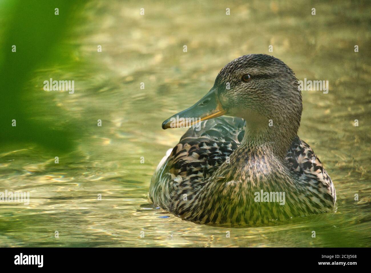 Stockente schwimmen im Teich Stock Photo