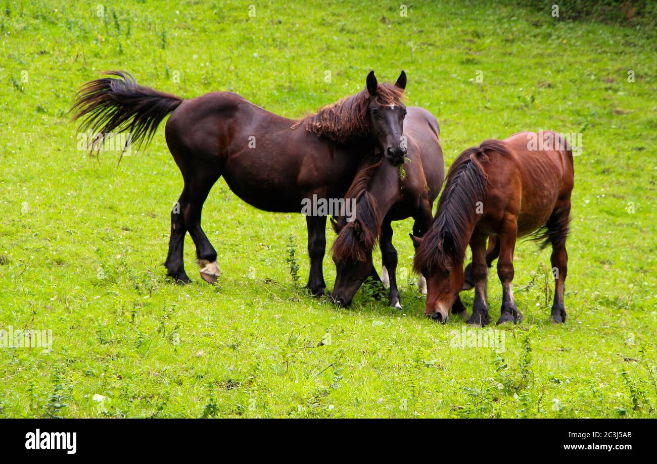 Three playful brown horses Equus ferus caballus eating grass in a sloping field Stock Photo