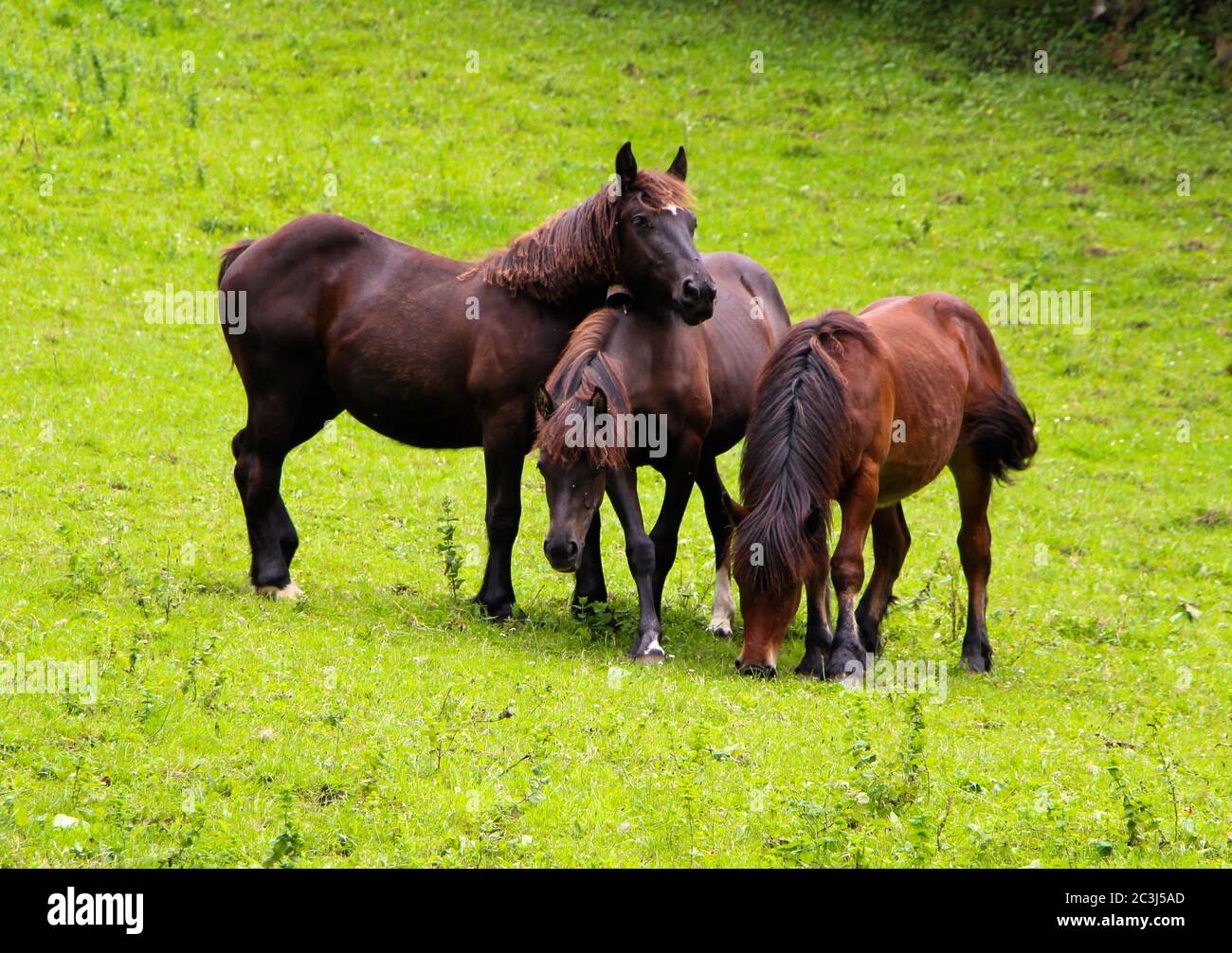 Three playful brown horses Equus ferus caballus eating grass in a sloping field Stock Photo