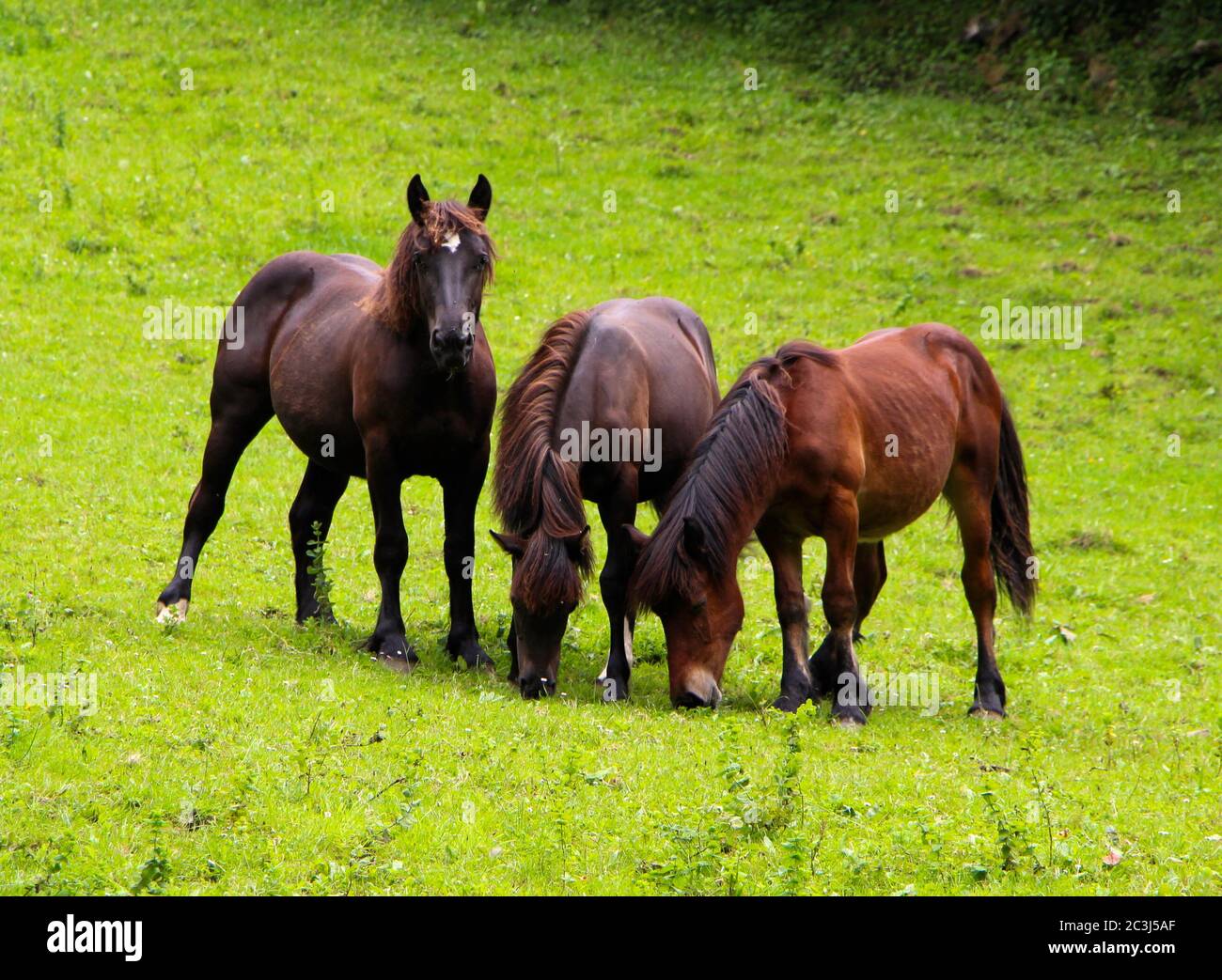 Three playful brown horses Equus ferus caballus eating grass in a sloping field Stock Photo
