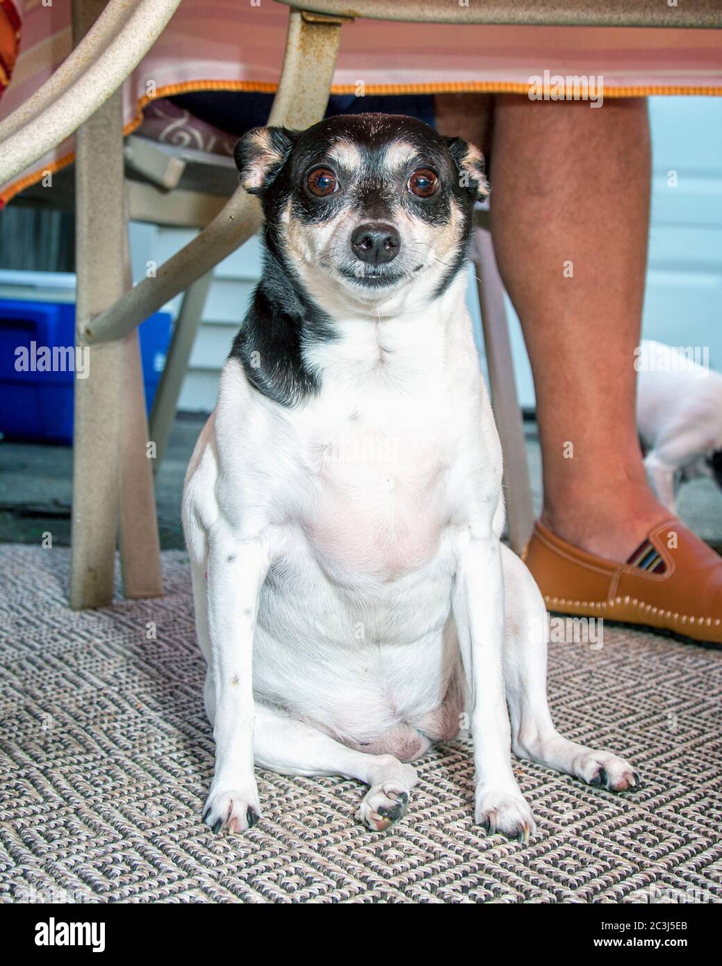Weird little dog sitting under table Stock Photo