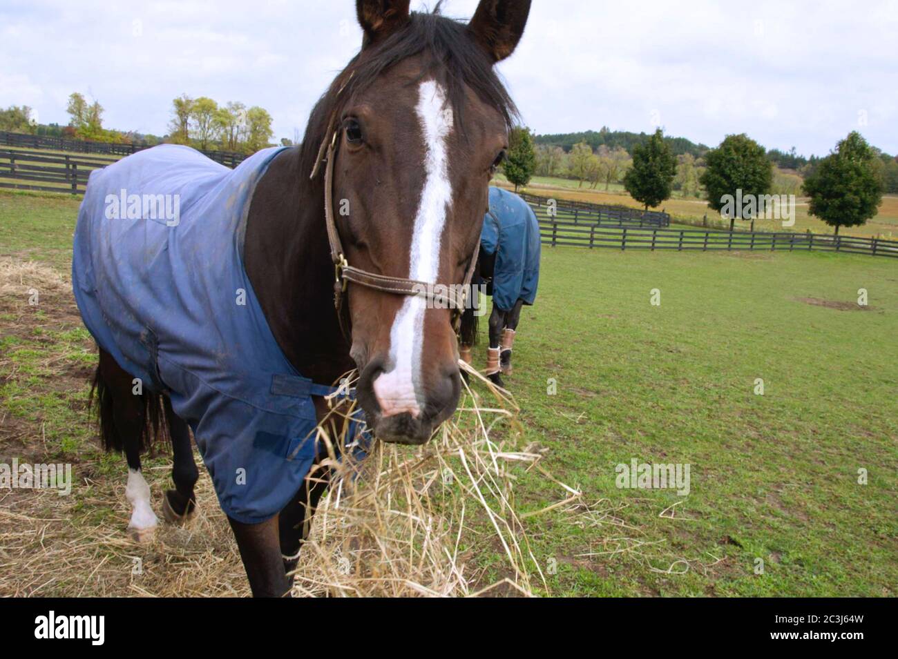 Horse eating hay (straw, grass) in the stable Stock Photo Alamy