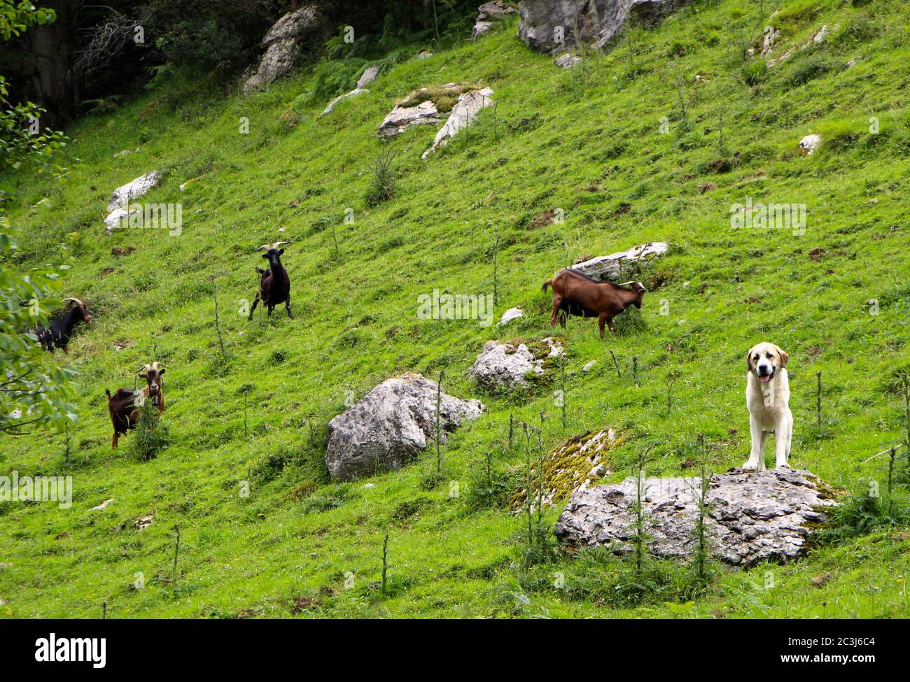 Attentive mountain dog Pyrenean Mastiff guarding a small herd of goats on a grassy mountain slope on the route to the source of the river ason Stock Photo