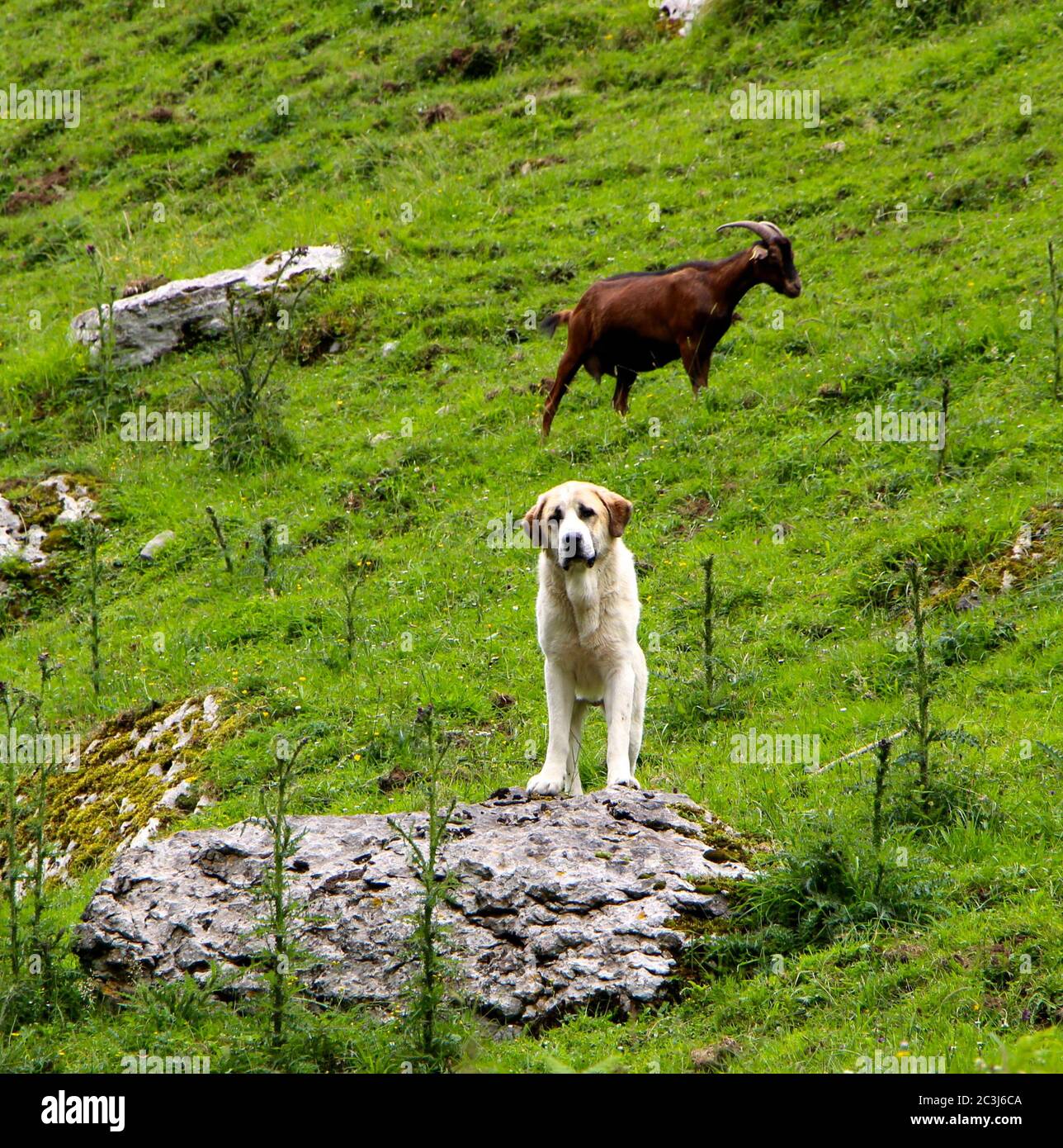 Attentive mountain dog Pyrenean Mastiff guarding a small herd of goats on a grassy mountain slope on the route to the source of the river ason Stock Photo