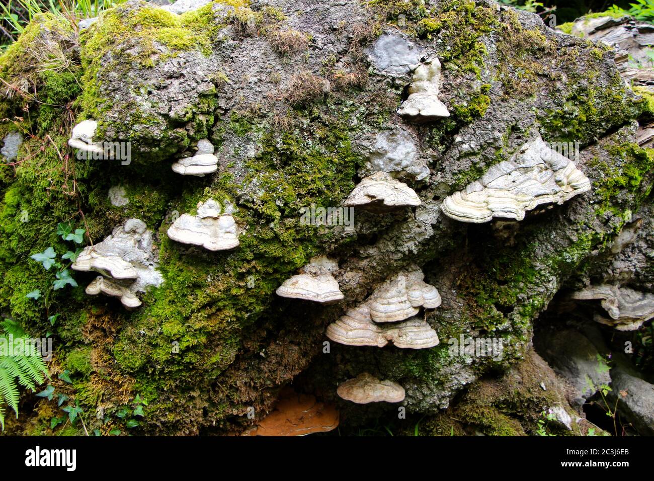 Ganoderma Polypore or Bracket fungi growing on a decaying fallen tree Cantabria Spain Stock Photo