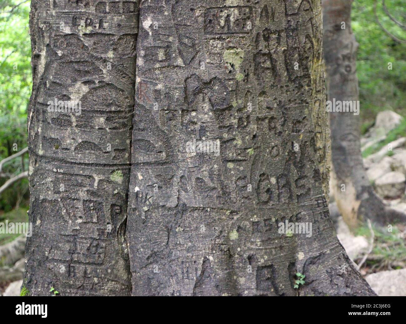 Tree Intital Initials carved on tree hi-res stock photography and images - Alamy