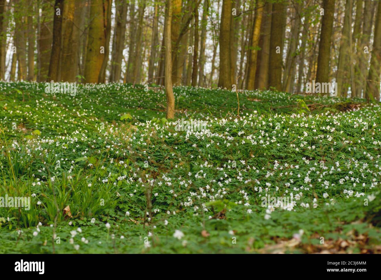 Ecosystem ecology flowers forest nature hi-res stock photography and ...