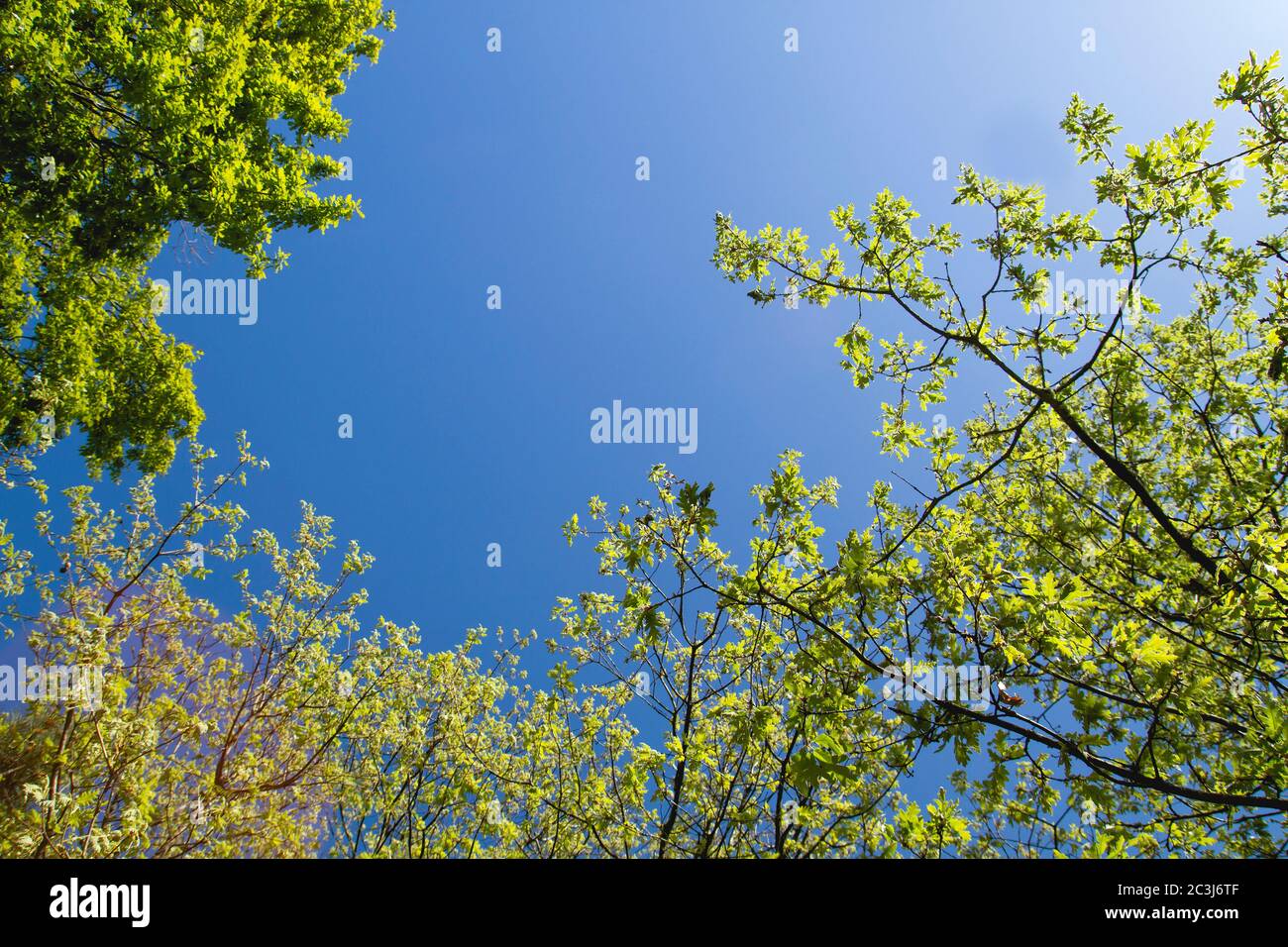 Oak tree green springtime foliage Stock Photo - Alamy