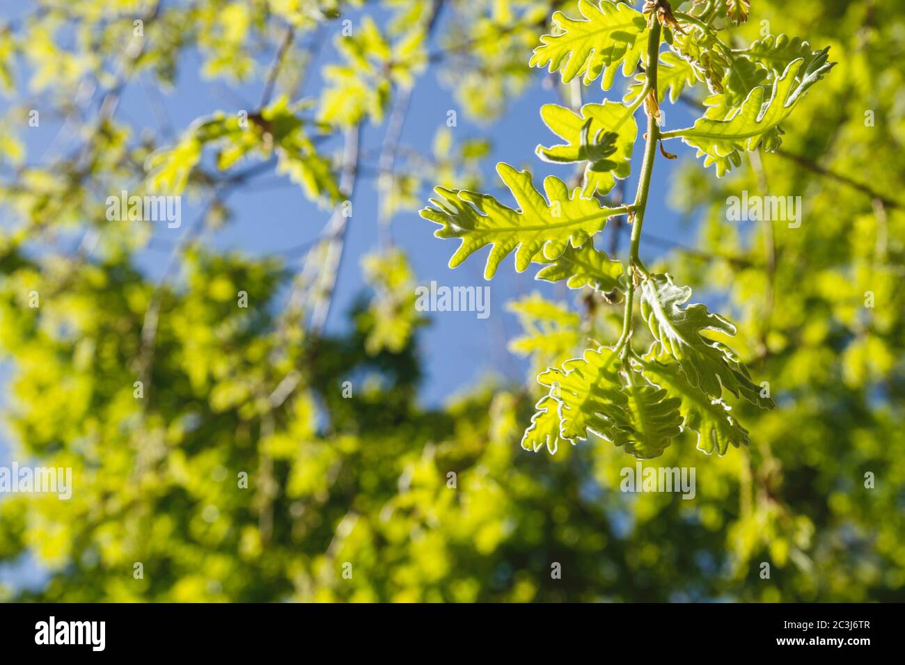 Oak tree green springtime foliage Stock Photo - Alamy