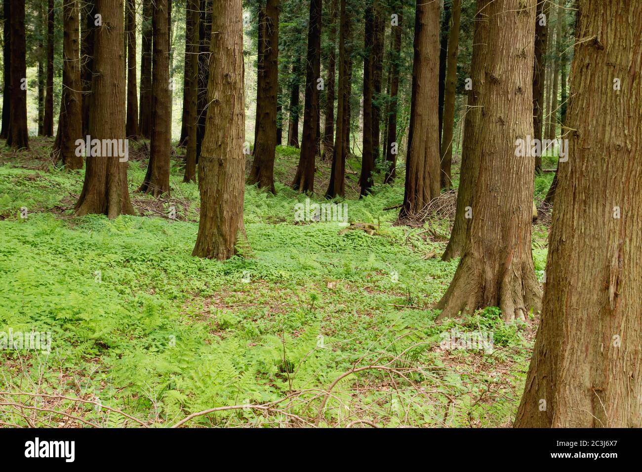 Green forest landscape Stock Photo Alamy