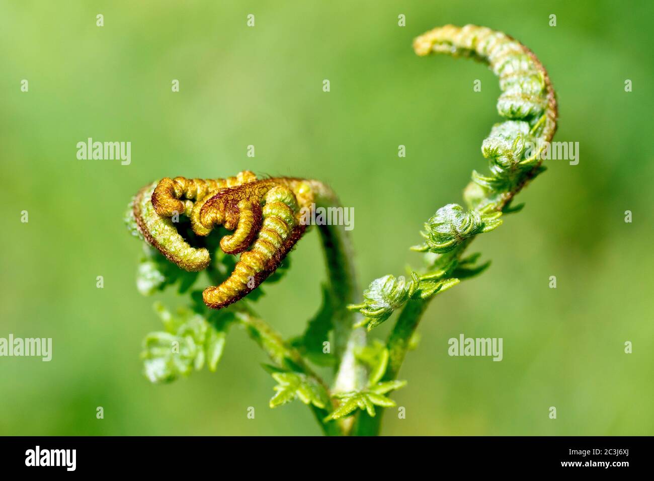 Bracken (pteridium aquilinum), close up of the head of a plant as the fronds begin to unfurl in the spring, isolated against a plain background. Stock Photo