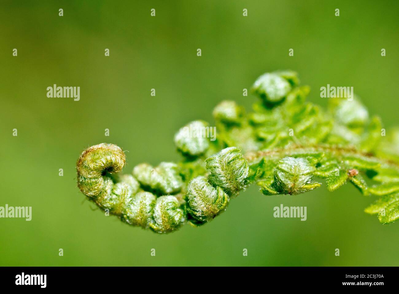 Bracken (pteridium aquilinum), close up showing a frond as it unfurls in the spring, isolated against a plain background. Stock Photo