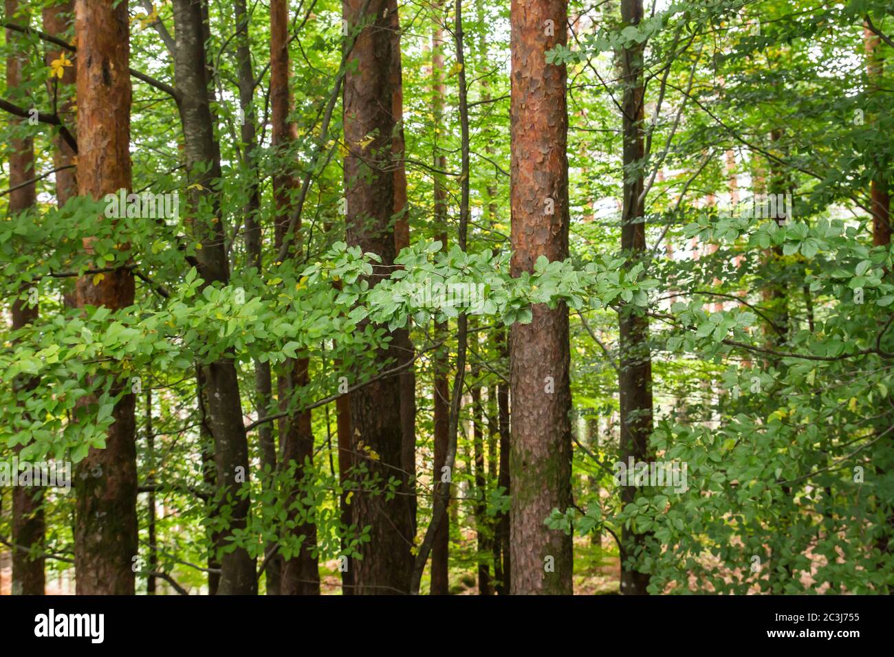 Green beech trees woodland Stock Photo Alamy